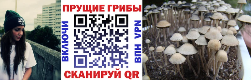 дарк нет как зайти  Балаково  Галлюциногенные грибы Psilocybine cubensis 